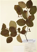 藏品(美洲榛榿木)的圖片